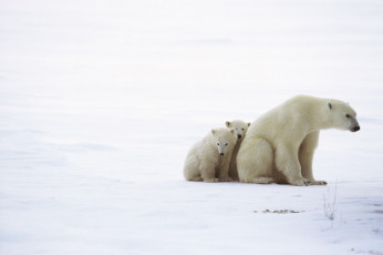 Картинка животные медведи медвежата иедведица белые