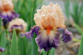 Картинка цветы ирисы кремовый фиолетовый лепестки