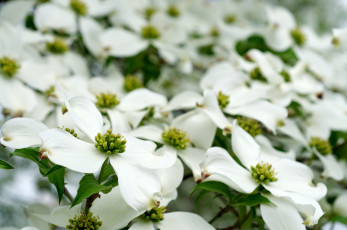 Картинка цветы кизил цветение