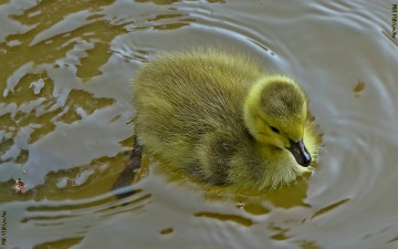 Картинка животные гуси гусь