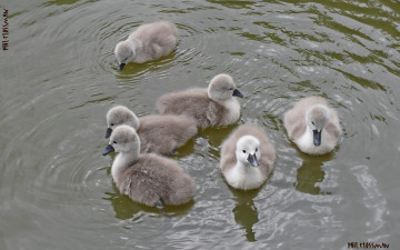 Картинка животные лебеди гуси вода семейка