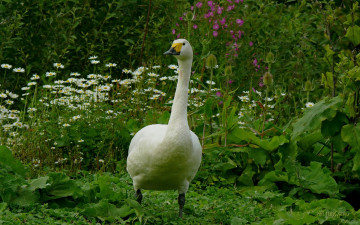 Картинка животные лебеди трава гусь