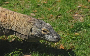 Картинка животные Ящерицы игуаны вараны варан