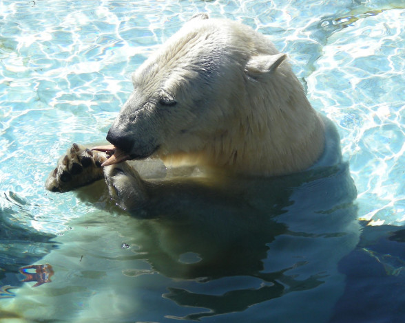 Обои картинки фото животные, медведи, polar, bear, белый, медведь