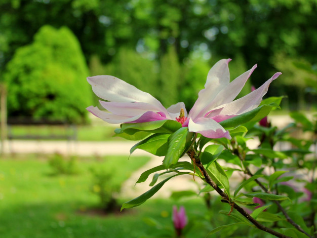 Обои картинки фото цветы, магнолии, лепестки