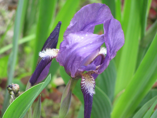 Обои картинки фото цветы, ирисы, сиреневый