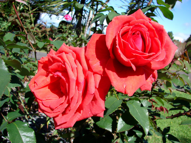 Обои картинки фото цветы, розы