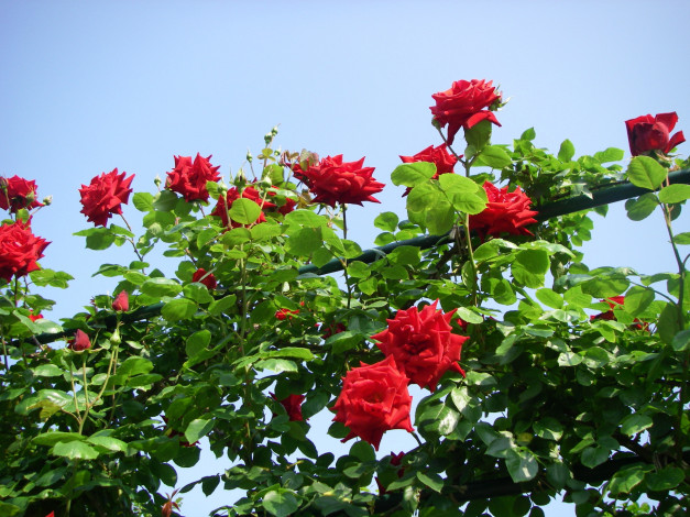 Обои картинки фото цветы, розы, листья