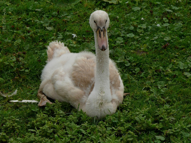 Обои картинки фото животные, лебеди, трава, гусь