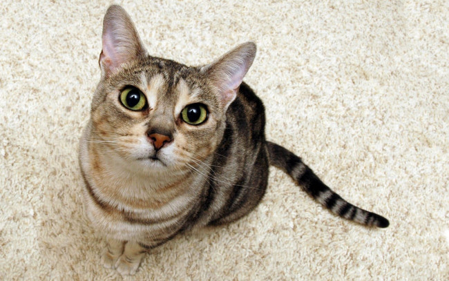 Обои картинки фото животные, коты, кошка, морда