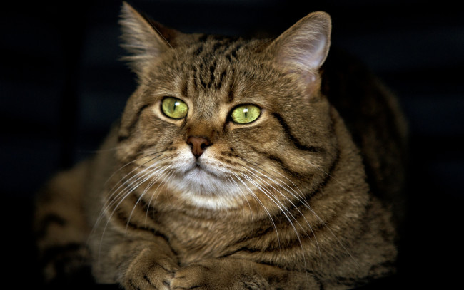 Обои картинки фото животные, коты, морда