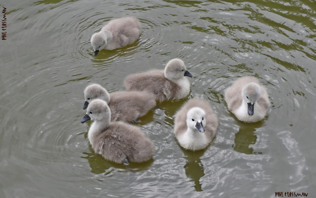 Обои картинки фото животные, лебеди, гуси, вода, семейка