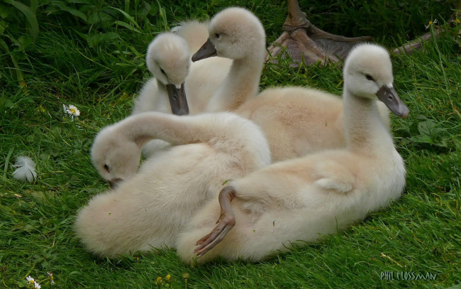 Обои картинки фото животные, лебеди, трава, гуси