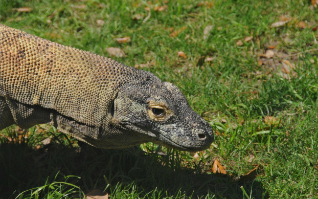 Обои картинки фото животные, Ящерицы, игуаны, вараны, варан