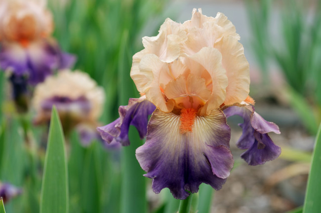 Обои картинки фото цветы, ирисы, кремовый, фиолетовый, лепестки