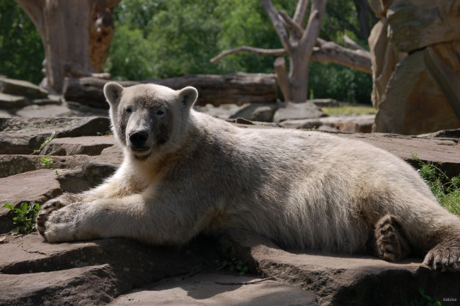 Обои картинки фото животные, медведи, polar, bear, белый, медведь