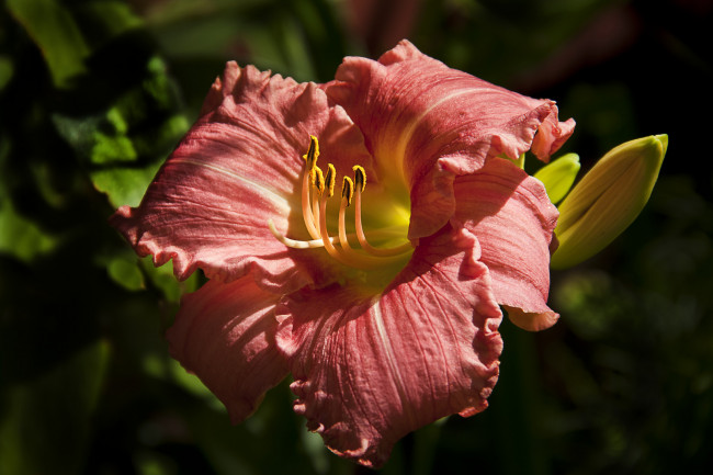 Обои картинки фото цветы, лилии, лилейники, бутон