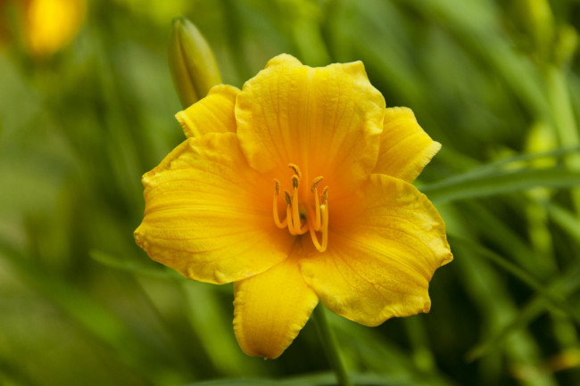 Обои картинки фото цветы, лилии, лилейники, желтый