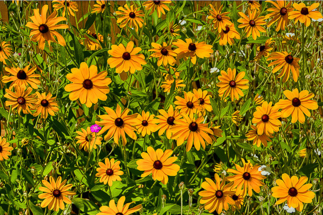 Обои картинки фото цветы, рудбекия, желтый, зеленый