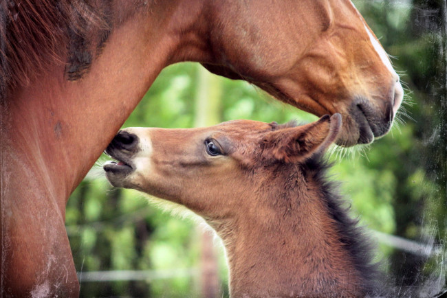 Обои картинки фото животные, лошади, кони, природа, стиль