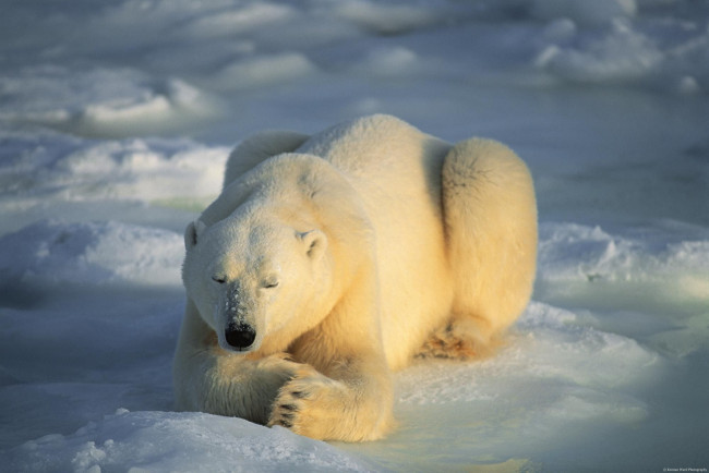 Обои картинки фото животные, медведи, белый, медведь, polar, bear