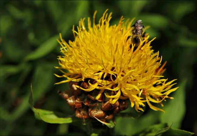 Обои картинки фото цветы, желтый, букашка