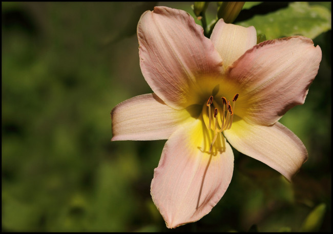 Обои картинки фото цветы, лилии, лилейники, лепестки