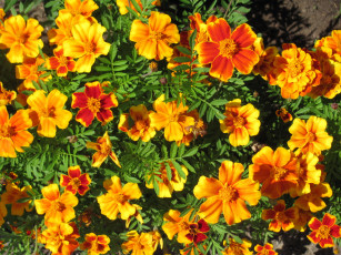 Картинка цветы бархатцы яркие