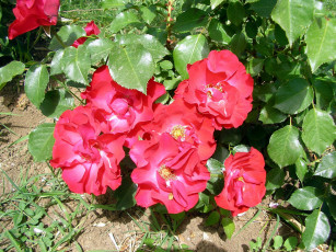 Картинка цветы розы куст