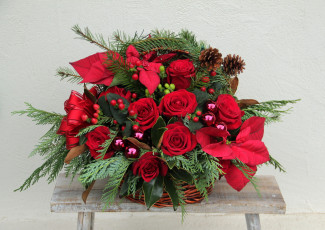 Картинка цветы букеты +композиции пуансеттия розы