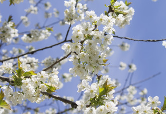 Картинка цветы цветущие+деревья+ +кустарники небо ветка