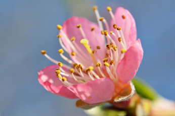 Картинка цветы цветущие+деревья+ +кустарники лепестки весна сад тычинки цветок небо