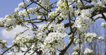 Картинка цветы цветущие+деревья+ +кустарники лепестки ветки