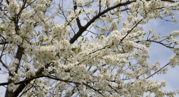 Картинка цветы цветущие+деревья+ +кустарники лепестки ветки