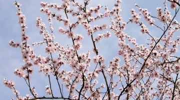 Картинка цветы цветущие+деревья+ +кустарники лепестки ветки