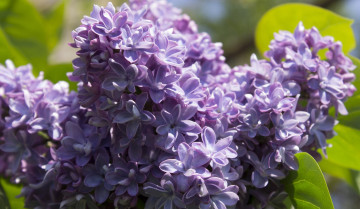 Картинка цветы сирень ветка