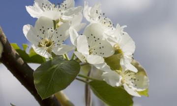 Картинка цветы цветущие+деревья+ +кустарники ветка небо