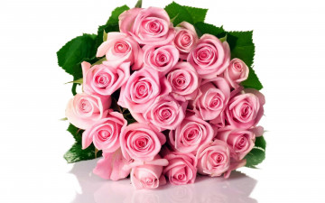 Картинка цветы розы розовый