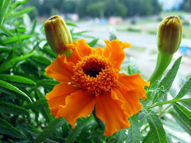 Обои картинки фото цветы, бархатцы, желтый