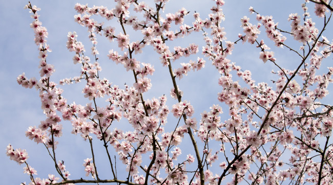 Обои картинки фото цветы, цветущие деревья ,  кустарники, лепестки, ветки