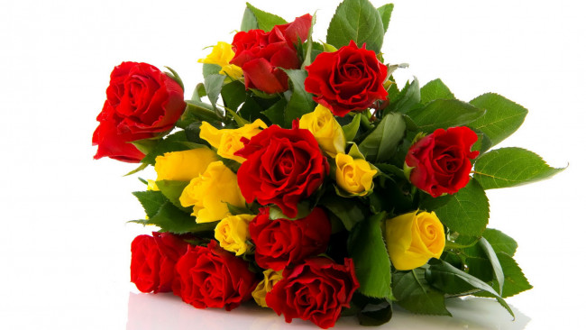 Обои картинки фото цветы, розы, желтый, красный