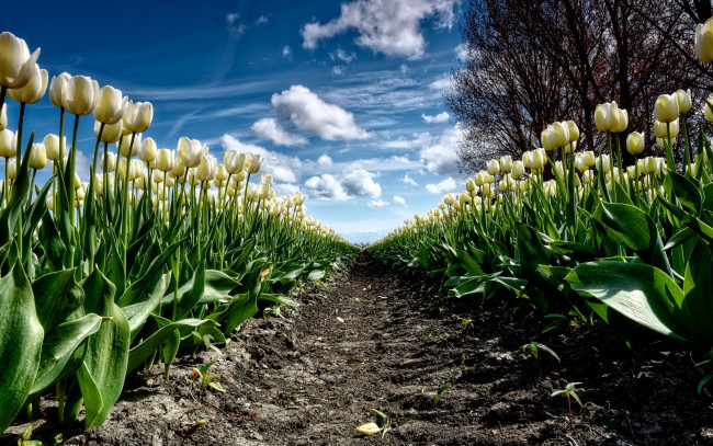 Обои картинки фото цветы, тюльпаны, природа, весна