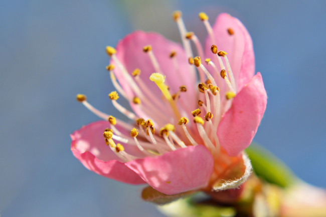 Обои картинки фото цветы, цветущие деревья ,  кустарники, лепестки, весна, сад, тычинки, цветок, небо