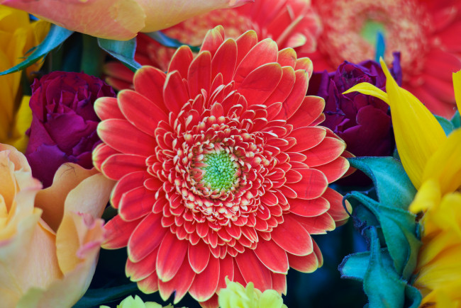 Обои картинки фото цветы, герберы, ковер, текстура, лепестки, природа