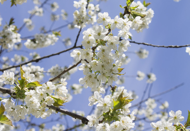 Обои картинки фото цветы, цветущие деревья ,  кустарники, небо, ветка