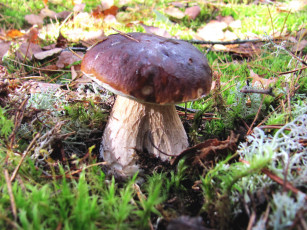 Картинка природа грибы боровик