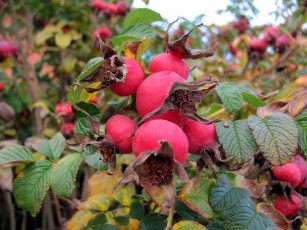 обоя природа, Ягоды, шиповник