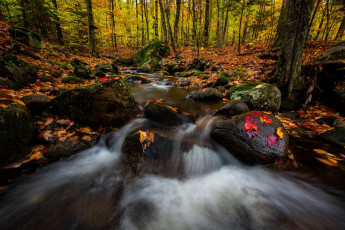 Картинка природа реки озера осень река деревья лес