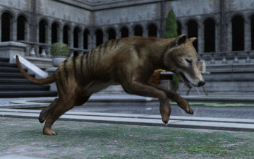 обоя 3д графика, животные , animals, сумчастый, волк