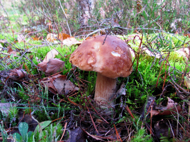 Обои картинки фото природа, грибы, боровик